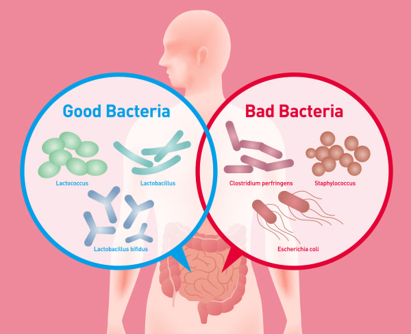 Gut Bacteria