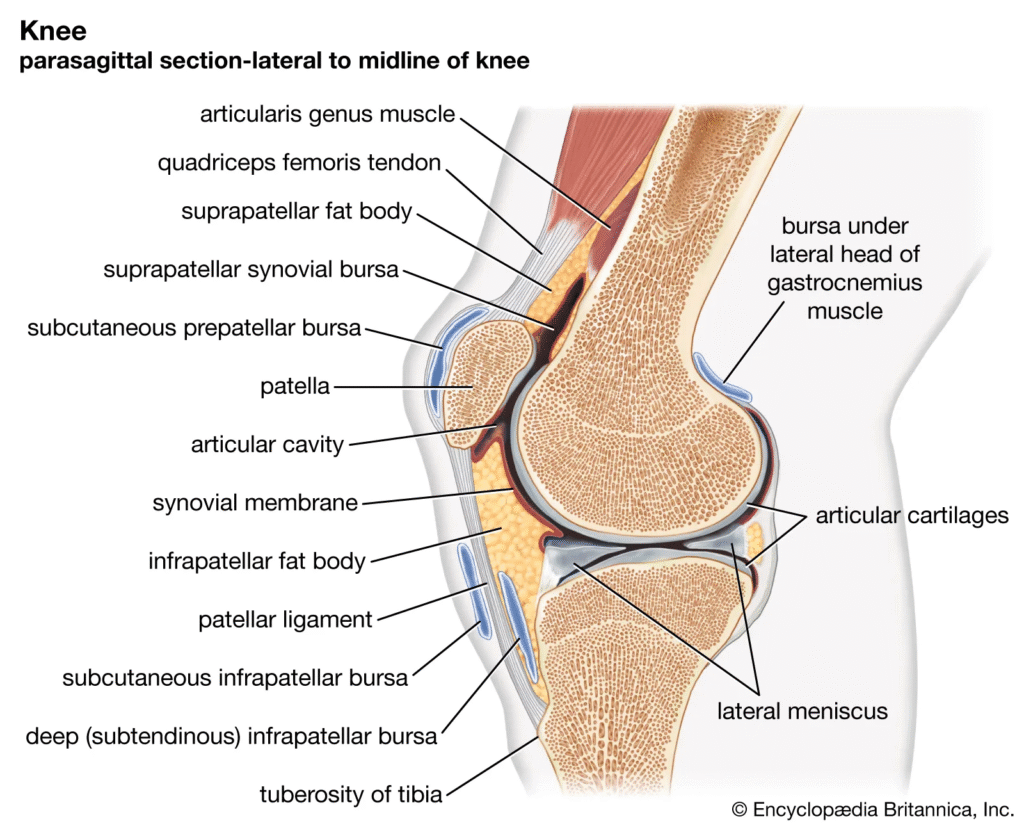 Anatomy of Joints