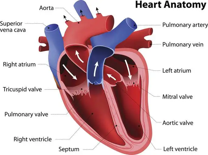 How the Heart Works