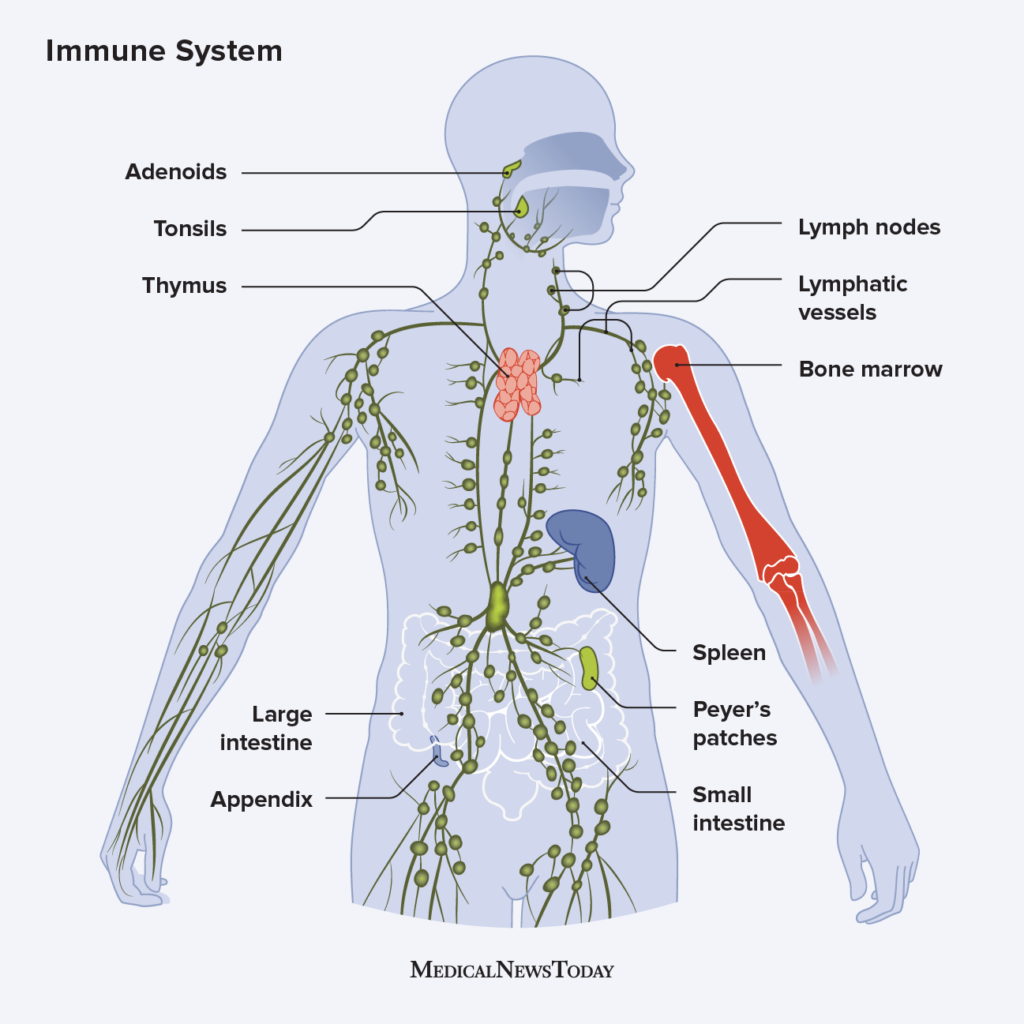 How the Immune System Works