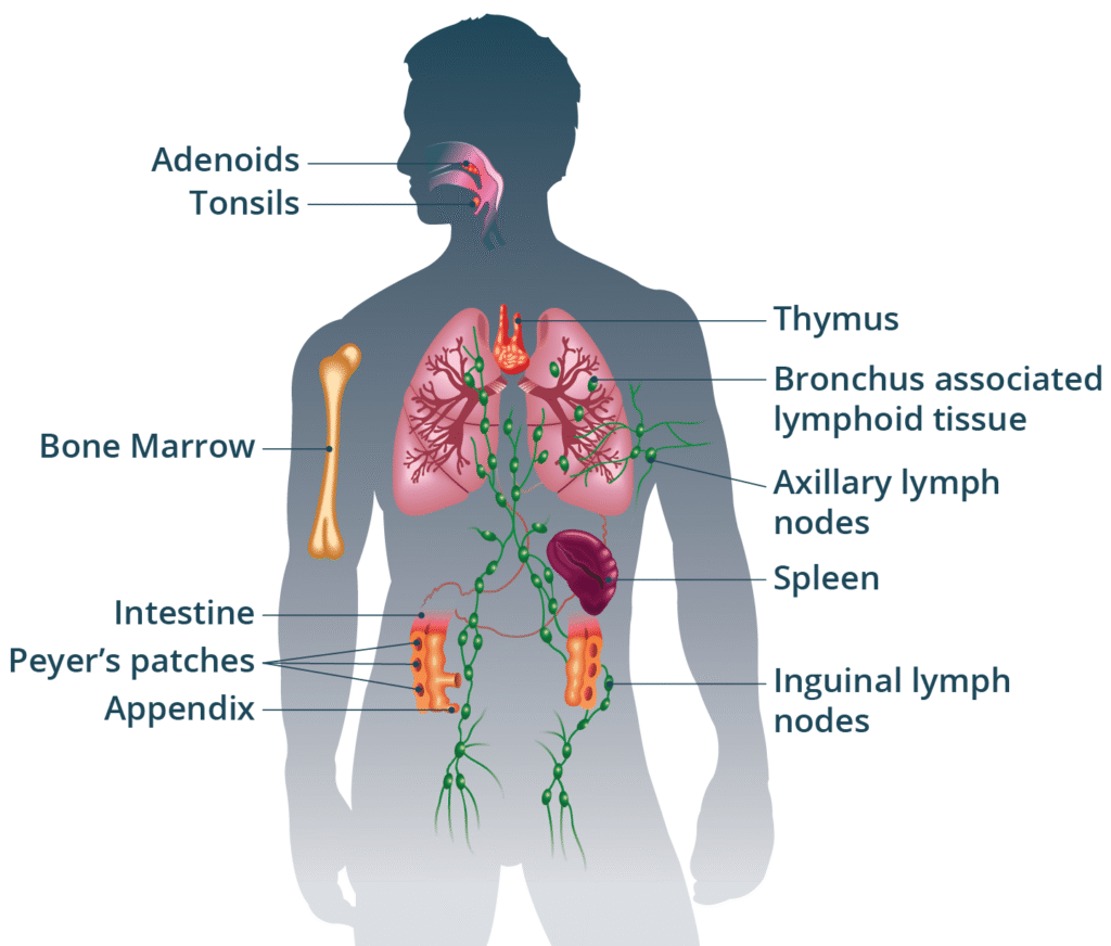 Immune System