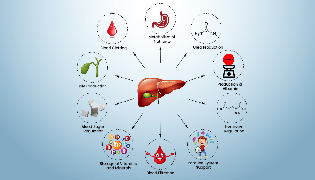 Functions of the Liver