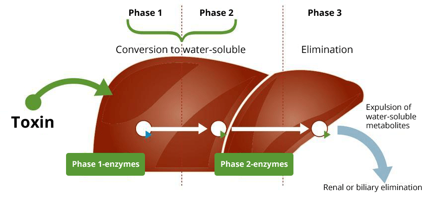 How the Liver Actually Detoxifies