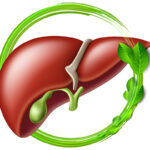 everything about liver health