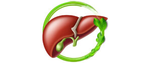 everything about liver health