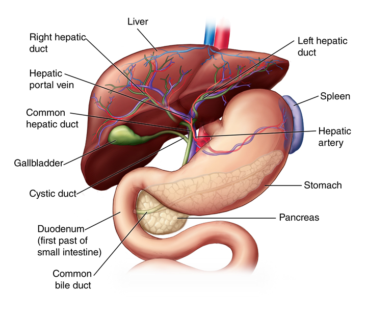 How the Liver Works in Your Body