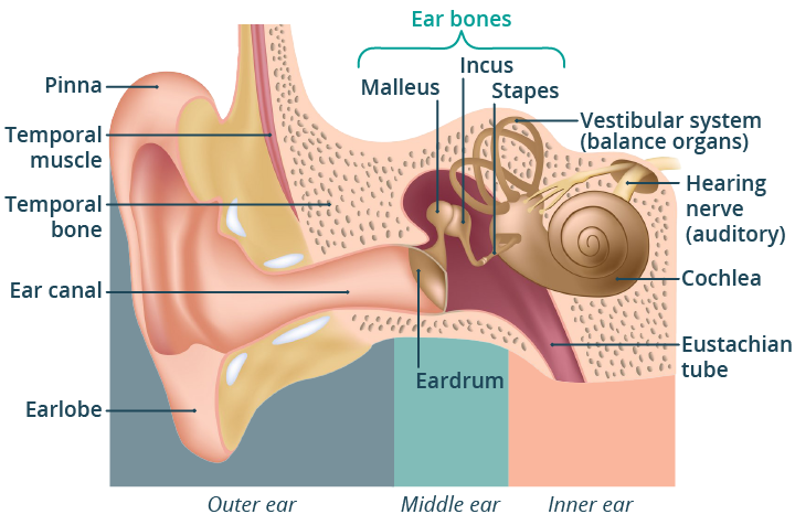 Ear Health
