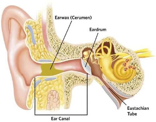 How Earwax Works