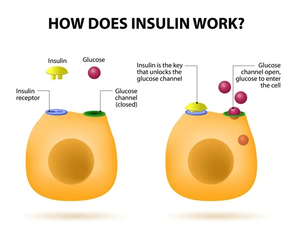 How Insulin Works in the Body