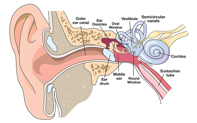 Ear: Structure and Function