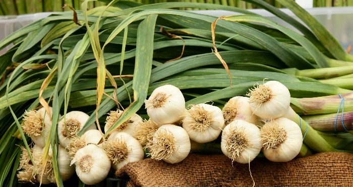 Garlic