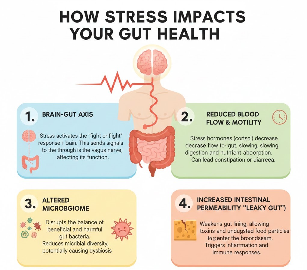 How Stress Impacts Your Gut HealthHow Stress Impacts Your Gut Health