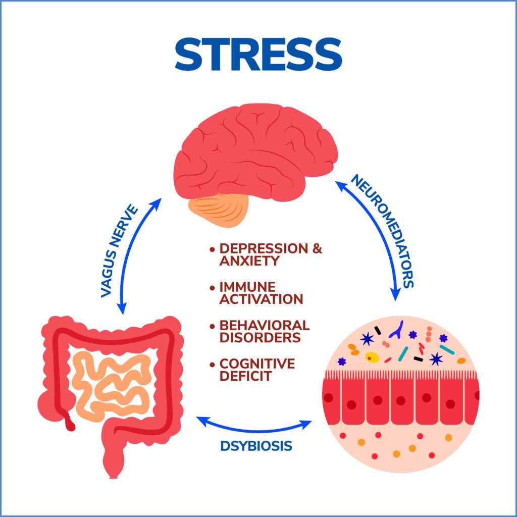The Gut-Brain Axis and Stress