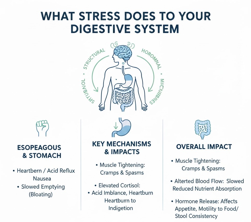 What Stress Does to Your Digestive System